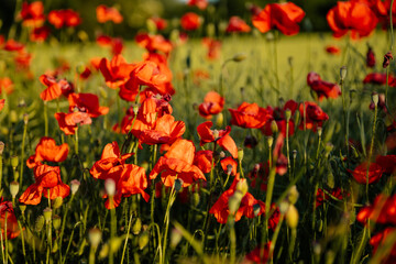 Beautiful flowers red poppies blossom, wild field at sunset, selective focus, soft light, light of setting sun, Close-up of scarlet vivid poppy on green fleecy stems, sunny summer day Czech Republic