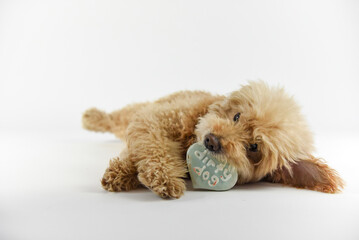 dog working hard for his treat