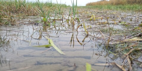 reeds in the water
