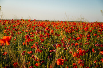 Beautiful flowers red poppies blossom, wild field at sunset, selective focus, soft light, light of setting sun, Close-up of scarlet vivid poppy on green fleecy stems, sunny summer day Czech Republic