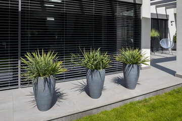 Green grass like plant in big pots on the outside of modern house