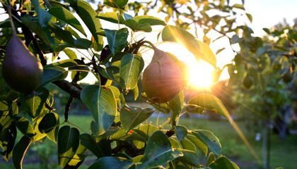 Organic homemade pears hanging from a tree branch in the sunshine. Natural colors.
