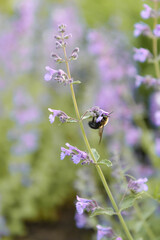 hungry bee hanging out on a flower