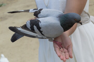 A girl's hand holding a pigeon