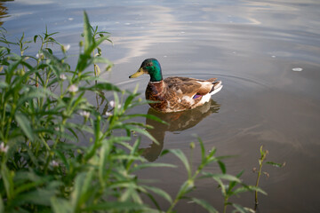 Green Mallard duck swimming through pond on sunny day green foliage leaves swamp 