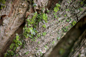 Macro close up shot of green and yellow moss on tree bark wallpaper 