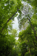chlorophylle