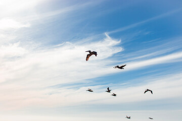 birds on the clouds