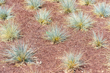 Heat and drought tolerant red yucca plant planted in rows, covered with mulch - obrazy, fototapety, plakaty