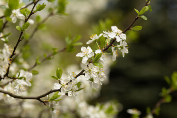 Blossoming plum, flowering plum tree.