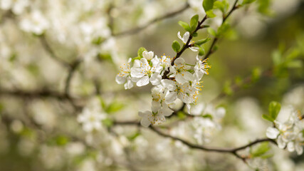 Blossoming plum, flowering plum. Close up. Spring solar background, photo wallpaper. Soft focus