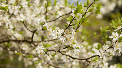 Obraz premium Blossoming plum, flowering plum tree.