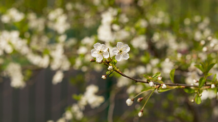 Blossoming plum, flowering plum. Close up. Spring solar background, photo wallpaper. Soft focus