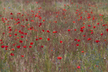 champ de coquelicot
