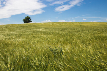champ de blé vert sous un ciel bleu