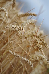 Reife Weizenähren in Nahaufnahme