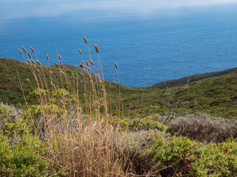 Northern coastal scrub  near Muir Beach, Golden Gate Recreation Area Califorina