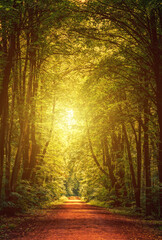 Path through green forest