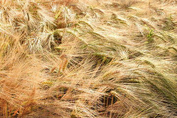 Background from ears of golden ripe rye. Harvesting.