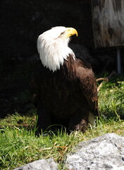 Weißkopfseeadler im Tierporträt
