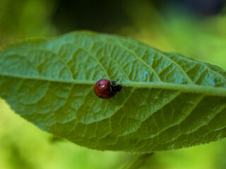 Macro shot of ladybug sitting in the center of a green leaf