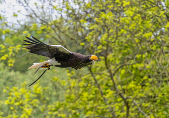 Stellers Sea Eagle bird of prey