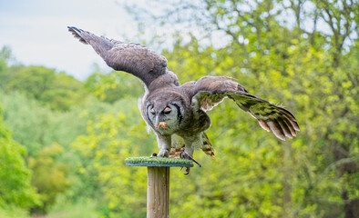 Eagle Owl bird of prey