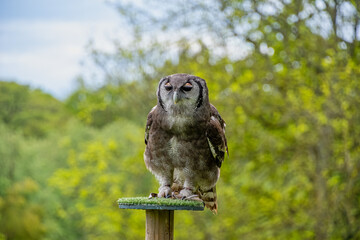 Eagle Owl bird of prey