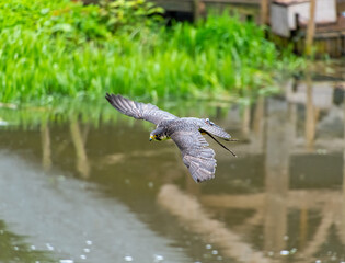Peregrine Falcon bird of prey