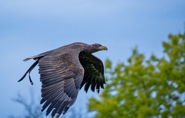 Goldern Eagle bird of prey