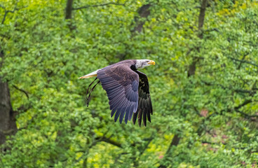 Bald Eagle bird of prey