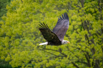 Bald Eagle bird of prey