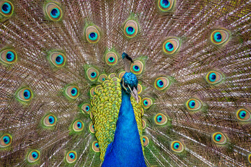 Obraz premium Close view of a peacock with its expanding feathers