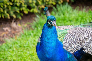 Peacock bird walking on some grass