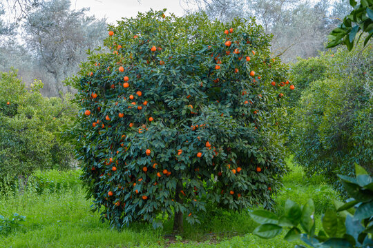 Ripe oranges growing on orange tree branch in public city park at winter day