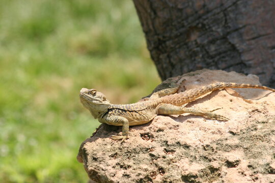 Green lizard sunbathing in the morning. High quality photo