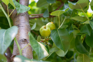 Pears ripen on the tree.