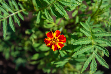 Red marigold flowers in our gardens.
