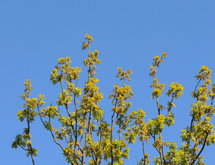 Green tree branches against a blue sky