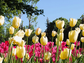 Yellow and pink tulips in the park against the blue sky
