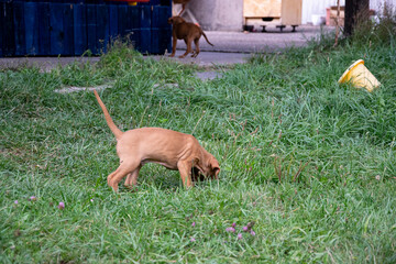 dog in the garden