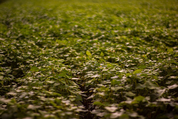 Green young buckwheat grass in the field