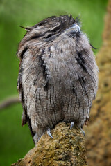 Sleepy tawny frogmouth on the stone. Strange bird called mopoke or boobook by native Aborigins. Podargus strigoides.    