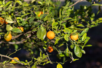 pé de laranja com laranjas