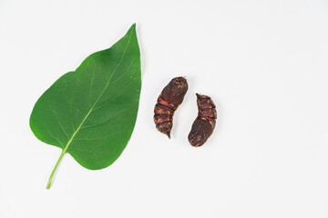 Silkworm pupa and green leaf. - obrazy, fototapety, plakaty