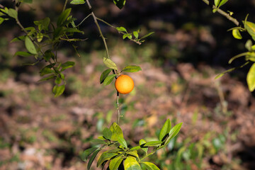 pé de laranja com laranjas