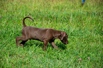 dog on the grass