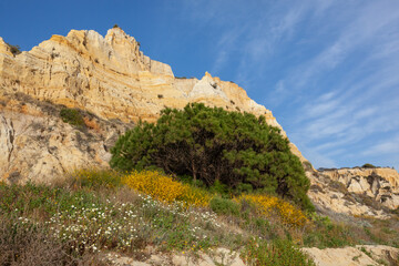 Red erosion cliffs overgrown with vegetation on the Matalascanas beach - one of the most beautiful beaches in Spain, Huelva.
