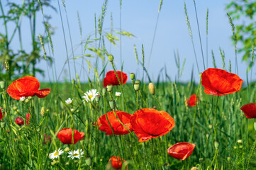 Red poppies and chamomiles with green grass in the meadow. Summer wildflowers meadow flowers on a background of blue sky with clouds