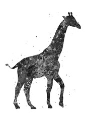 Giraffe Animal black and white watercolor, abstract painting. Watercolor illustration rainbow, colorful, decoration wall art.
